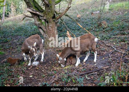 Ziegen in einem Gehege auf dem Ochsentour-Wanderweg bei Oerlinghausen im Naturschutzgebiet Senne. Stockfoto