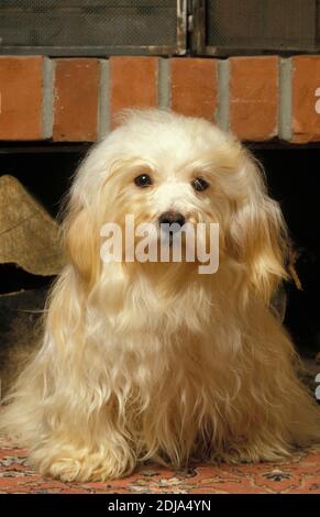 Havanna Seide oder Havaneser Bichon-Hund Stockfoto