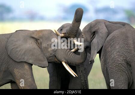 Afrikanischer Elefant, Loxodonta Africana, Jungvögel Playfighting, Nahaufnahme von Köpfen, Kenia Stockfoto