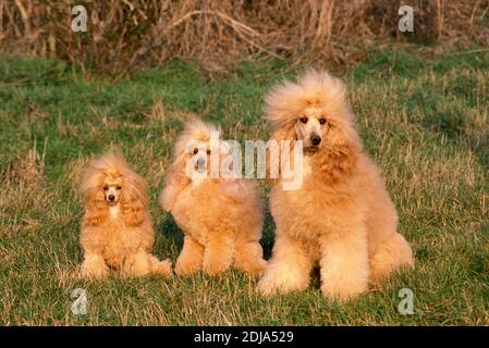 Apricot Toy, Standard und riesigen Pudel auf dem Rasen sitzen Stockfoto