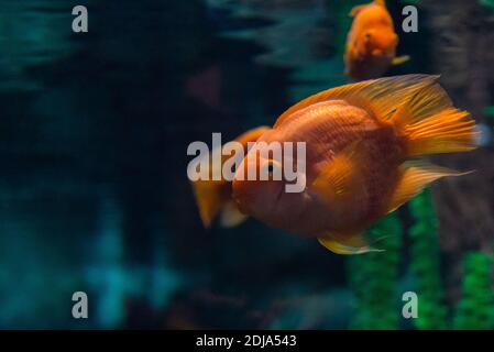 Papageiencichliden oder Cichlasoma oder Blutpapagei Cichlid. Stockfoto