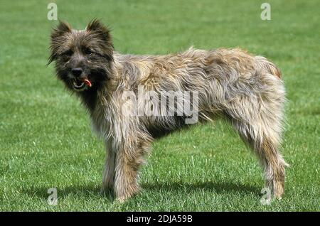 Pyrenäen Schäferhund oder Pyrenäen Schäferhund, Hund stehend auf Gras Stockfoto