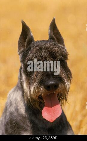 Riesenschnauzer Hund, Portrait mit Zunge aus (alte Standardrasse mit geschnittenen Ohren) Stockfoto