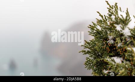 Wacholderzweige und Zapfen unter Schnee und Eis, an bewölkten verschneiten Tagen. Juniperus chinensis. Winterzeit. wacholderbeeren unter Schnee. Das Konzept von Stockfoto