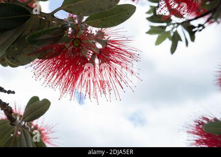 Rote Pohutukawa Blumen und der weiße wolkige Himmel Stockfoto