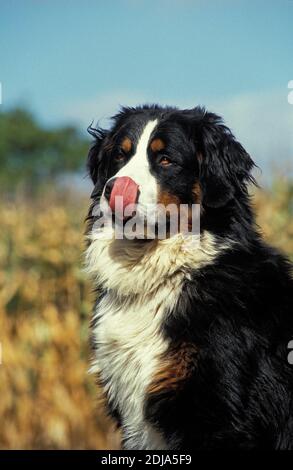 Berner Sennenhund lecken ihre Koteletts Stockfoto