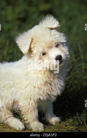 Coton de Tulear Dog, Pup Stockfoto