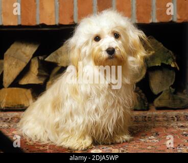 Havanna Seide oder Havaneser Bichon-Hund Stockfoto