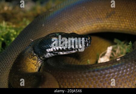 Weiße Lippen Python, Liasis albertisi Stockfoto