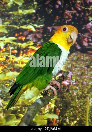 Weißbauchpapagei, Spionite leucogaster, Erwachsener auf Zweig stehend Stockfoto