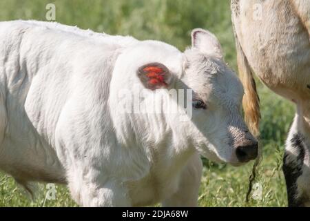 Ein weißes Kalb steht auf der Weide neben seiner Mutter. Im Halbkörper. Stockfoto