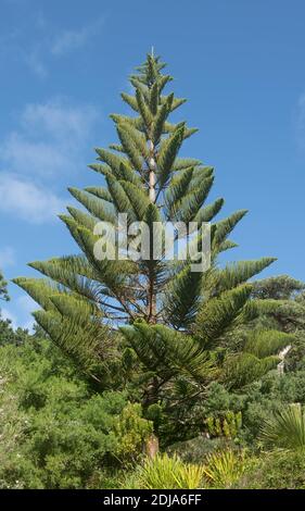 Üppiges grünes Laub einer Evergreen Norfolk Island Pine (Araucaria heterophylla) Wächst in einem Garten auf der Insel Tresco in Die Inseln von Scilly Stockfoto