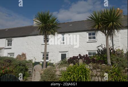 Traditionelles Scillonian White Stone Cottage auf der Insel Tresco auf den Scilly-Inseln, England, Großbritannien Stockfoto
