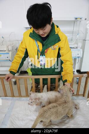 Chongqing, China. Dezember 2020. Der junge Tieraufseher kümmert sich am 13. Dezember 2020 um den kleinen Löwen und Tiger in Chongqing, China.(Foto: TPG/cnsphotos) Quelle: TopPhoto/Alamy Live News Stockfoto