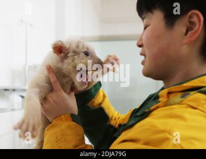 Chongqing, China. Dezember 2020. Der junge Tieraufseher kümmert sich am 13. Dezember 2020 um den kleinen Löwen und Tiger in Chongqing, China.(Foto: TPG/cnsphotos) Quelle: TopPhoto/Alamy Live News Stockfoto