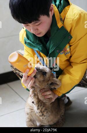 Chongqing, China. Dezember 2020. Der junge Tieraufseher kümmert sich am 13. Dezember 2020 um den kleinen Löwen und Tiger in Chongqing, China.(Foto: TPG/cnsphotos) Quelle: TopPhoto/Alamy Live News Stockfoto