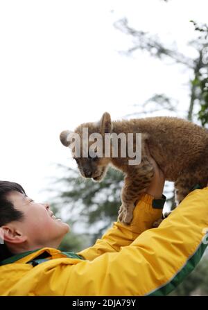 Chongqing, China. Dezember 2020. Der junge Tieraufseher kümmert sich am 13. Dezember 2020 um den kleinen Löwen und Tiger in Chongqing, China.(Foto: TPG/cnsphotos) Quelle: TopPhoto/Alamy Live News Stockfoto