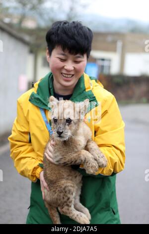 Chongqing, China. Dezember 2020. Der junge Tieraufseher kümmert sich am 13. Dezember 2020 um den kleinen Löwen und Tiger in Chongqing, China.(Foto: TPG/cnsphotos) Quelle: TopPhoto/Alamy Live News Stockfoto