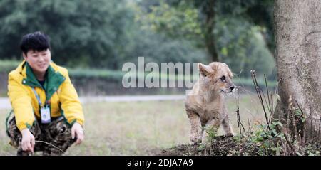 Chongqing, China. Dezember 2020. Der junge Tieraufseher kümmert sich am 13. Dezember 2020 um den kleinen Löwen und Tiger in Chongqing, China.(Foto: TPG/cnsphotos) Quelle: TopPhoto/Alamy Live News Stockfoto