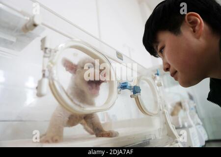 Chongqing, China. Dezember 2020. Der junge Tieraufseher kümmert sich am 13. Dezember 2020 um den kleinen Löwen und Tiger in Chongqing, China.(Foto: TPG/cnsphotos) Quelle: TopPhoto/Alamy Live News Stockfoto