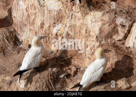 Zwei Tölpel sitzen auf der Seite eines Felsens. Von hinten gesehen. Stockfoto