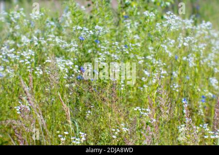 Weichzeichnen. Weiße und blaue Wildblumen auf einer morgendlichen Sommerwiese. Natürlicher Hintergrund. Stockfoto