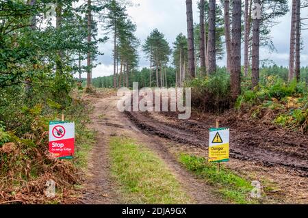 Warnschilder auf Waldfahrt während der Forstarbeiten im Thetford Forest. Stockfoto