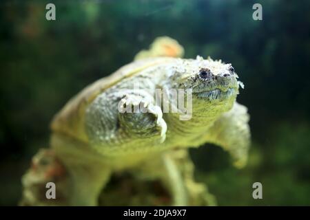 Blick auf die kaimanschildkröte in einem Zoo Stockfoto