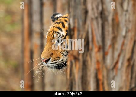 Sibirischer Tiger - Panthera tigris, schöne große Katze aus asiatischen Wäldern und Wäldern, Russland. Stockfoto