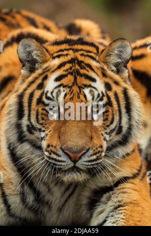 Sibirischer Tiger - Panthera tigris, schöne große Katze aus asiatischen Wäldern und Wäldern, Russland. Stockfoto