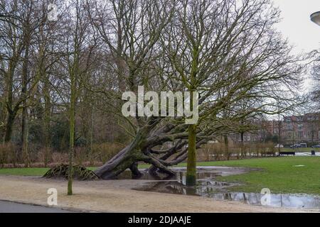 14.02.2012. Amsterdam. Alte Bäume liegen im Vondelpark in Amsterdam bei bewölktem und bewölktem Wetter. Stockfoto