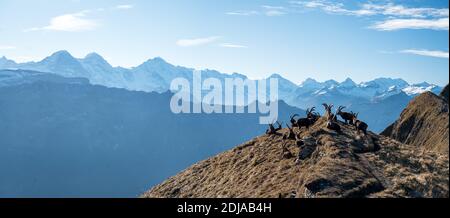 Die Gruppe der Steinböcke, die oben auf einem Grat in liegen Die Berner Alpen Stockfoto