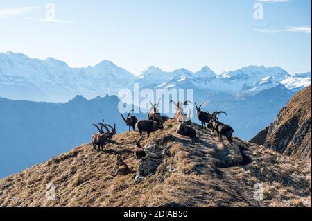 Die Gruppe der Steinböcke, die oben auf einem Grat in liegen Die Berner Alpen Stockfoto