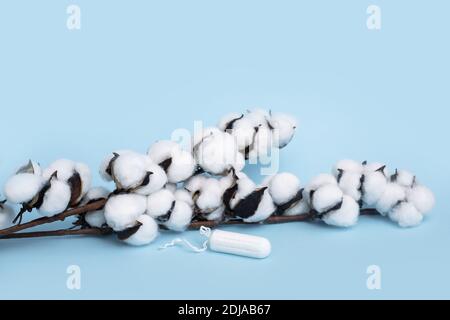 Baumwollkonzept. Frauengesundheit, Baumwolltampon auf blauem Hintergrund, Intimhygiene, gynäkologischer Menstruationszyklus. Nahaufnahme Stockfoto