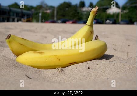 Gelbe Bananen am Sandstrand. Im Hintergrund ein Erholungsgebiet, ein Restaurant, Bäume, Parkplatz. USA, Michigan Stockfoto