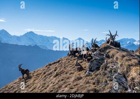 Die Gruppe der Steinböcke, die oben auf einem Grat in liegen Die Berner Alpen Stockfoto