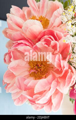 Nahaufnahme eines hellen rosa Korallen hübsch und lecker Pfingstrose. Stockfoto