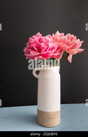 Zwei pinke Pfingstrosen in einem weißen Topf. Stockfoto