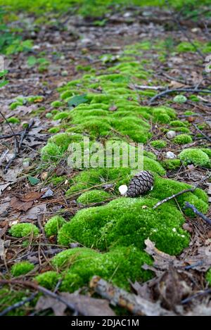 Waldmoos wächst entlang des Hügels, dort sind Tannenzapfen und Fichtennadeln auf einer grünen Oberfläche. USA, Michigan Stockfoto