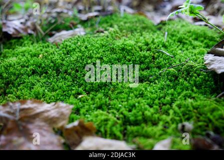 Waldmoosboden aus der Nähe, hellgrünes Moos und große alte trockene Blätter herum. USA, Michigan Stockfoto