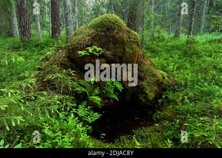 Grüner und üppiger, sommerlicher, borealer Wald in Estland, Nordeuropa. Stockfoto