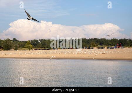 Möwenfliegen aus nächster Nähe und andere Möwen flogen vom Ufer ab. Eine riesige stürmische Wolke im Hintergrund. USA, Bundesstaat Michigan, Holland Stockfoto