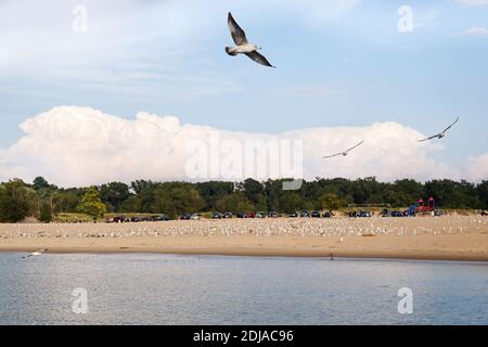 Möwe fliegt aus der Nähe und zwei Möwen fliegen synchron hinter dem Vogel über das Wasser. Eine riesige weiße Wolke im Hintergrund. USA, State of Michigan, H Stockfoto