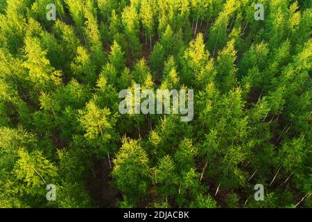 Eine Antenne einer frischen Silberbirke, Betula pendula Hain im späten Frühjahr in Estnischen Wäldern, Nordeuropa. Stockfoto