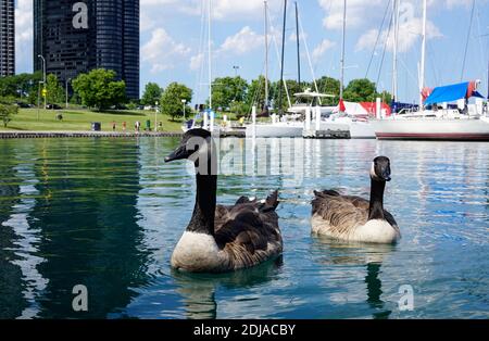 Zwei Wildgans schwimmen auf dem Lake Michigan. Im Hintergrund die Straße und die Wolkenkratzer von Chicago. Die Promenade, Leute joggen. Weiße Yachten sind Stockfoto