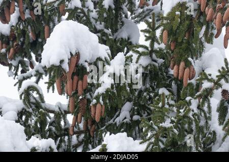 Fichte, Picea abies Kegel während eines schönen Wintertages in Estnischen confierous Wald, Nordeuropa. Stockfoto