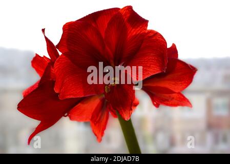 Leuchtendes Karmesin und roter Kopf einer Amaryllis Blume, die am Fenster blüht, hinter der hellen verschwommenen Stadt, weicher Fokus. Russland, Wladiwostok Stockfoto