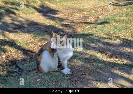 Bunte und niedliche Katze, die schöne und scharfe Augen auf dem Boden im Dorf Mudanya, Bursa, Türkei hat. Sonnige und lustige Katze. Sein Juckreiz b Stockfoto