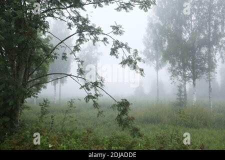 Ein nebliger Morgen auf einer bewaldeten Wiese in Nordeuropa. Stockfoto