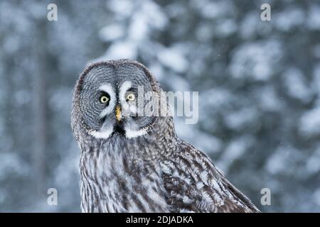 Ein Nahaufnahme-Porträt einer majestätischen Grauen Eule (Strix nebulosa) im verschneiten Taiga-Wald bei Kuusamo, Nordfinnland. Stockfoto